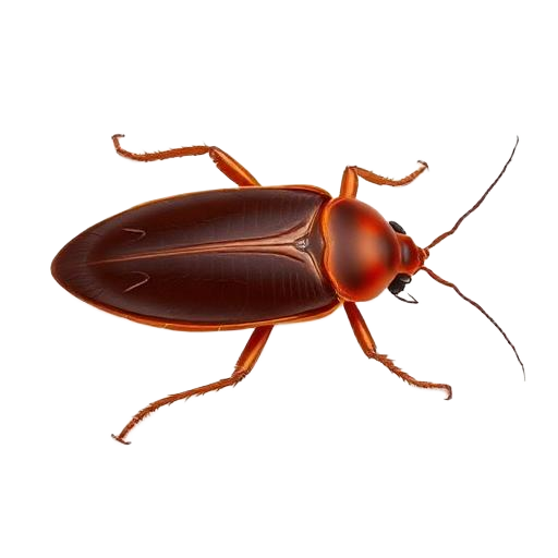 Hamam Böceği İlaçlama